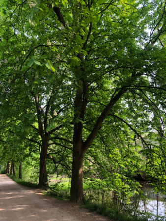 Rosskastanie im Schlosspark Schloss Türnich