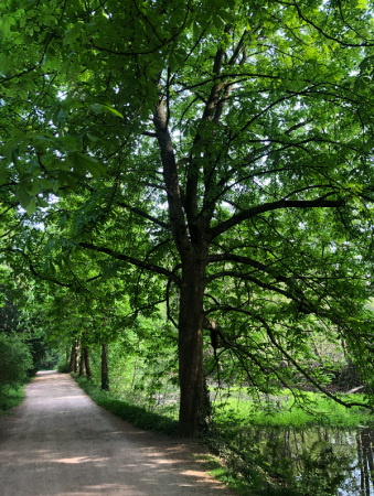 Rosskastanie im Schlosspark Schloss Türnich