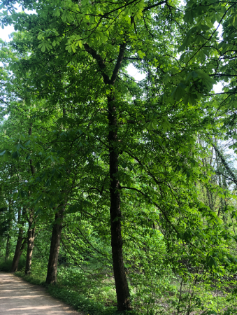 Rosskastanie im Schlosspark Schloss Türnich