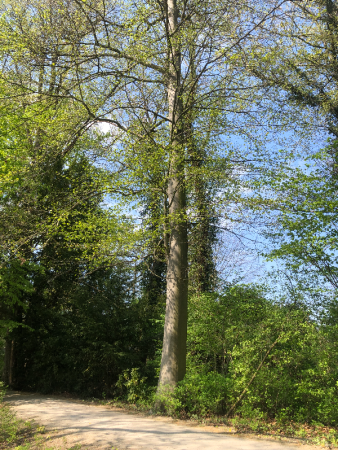 Rotbuche Ringwall im Schlosspark Schloss Türnich