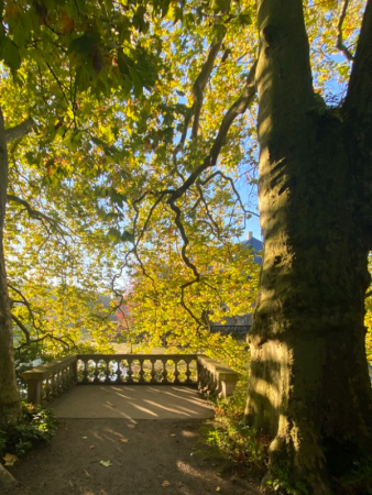 Ahornblättrige Platane Terrasse im Schlosspark Schloss Türnich