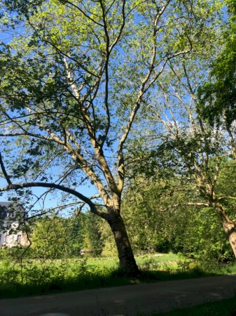 Ahornblättrige Platane Allee im Schlosspark Schloss Türnich