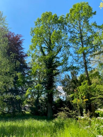 Urweltmammutbaum im Schlosspark Schloss Türnich