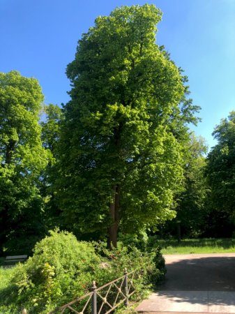 Sommerlinde im Schlosspark Schloss Türnich