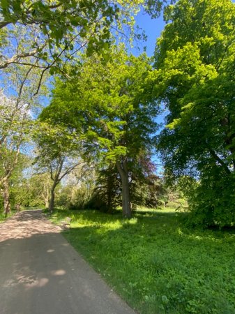 Rotbuche Platanenallee im Schlosspark Schloss Türnich