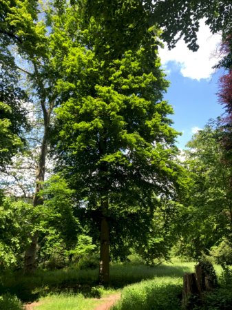 Rotbuche im Schlosspark Schloss Türnich
