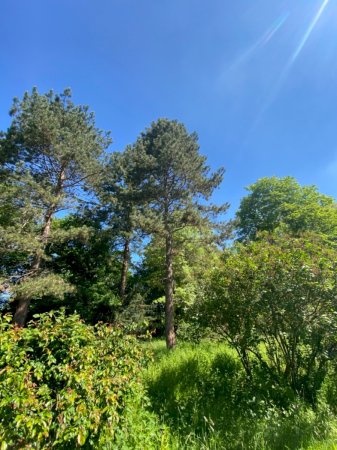 Schwarzkiefer im Schlosspark Schloss Türnich