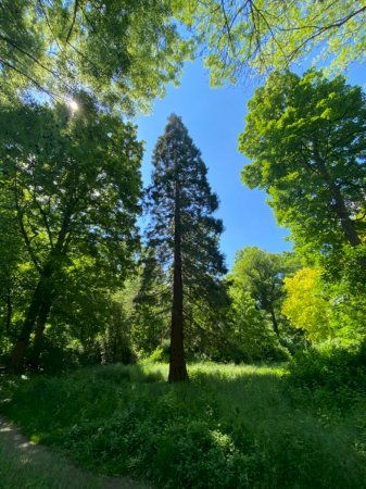 Riesen-Mammutbaum im Schlosspark Schloss Türnich