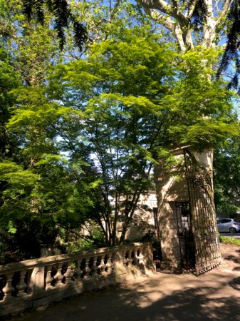 Fächerahorn Platanentor im Schlosspark Schloss Türnich