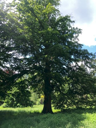 Rotbuche im Schlosspark Schloss Türnich