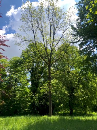 Schwarznuss im Schlosspark Schloss Türnich