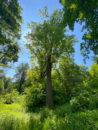 Riesenesche im Schlosspark Schloss Türnich