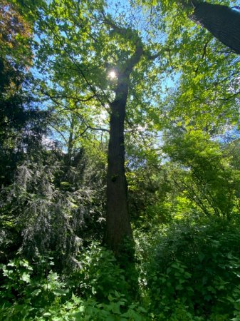 Esskastanie im Schlosspark Schloss Türnich