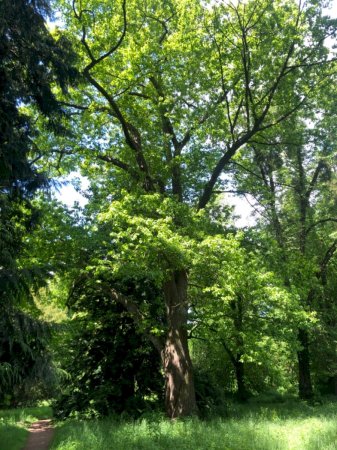 Die gedrehte Roteiche im Schlosspark Schloss Türnich