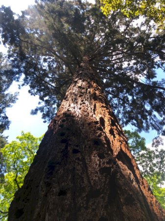 Riesen-Mammutbaum im Schlosspark Schloss Türnich