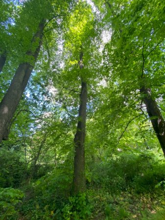 Winterlinde Lindenkranz im Schlosspark Schloss Türnich