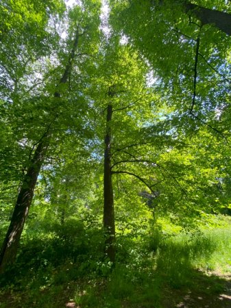 Winterlinde Lindenkranz im Schlosspark Schloss Türnich