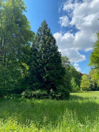 Riesen-Lebensbaum im Schlosspark Schloss Türnich