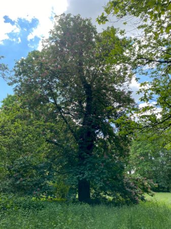 Rotblühende Rosskastanie im Schlosspark Schloss Türnich