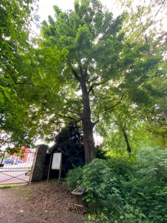 Spitzahorn Raphaelstor im Schlosspark Schloss Türnich
