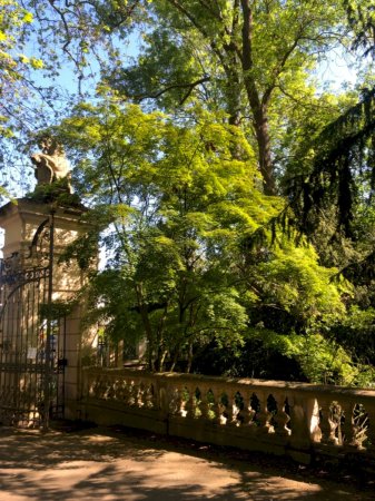 Fächerahorn Platanentor im Schlosspark Schloss Türnich