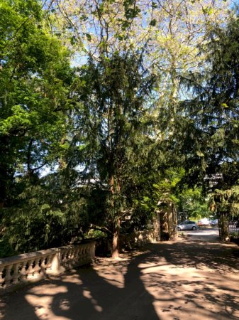 Adlerschwingeneibe Platanentor im Schlosspark Schloss Türnich