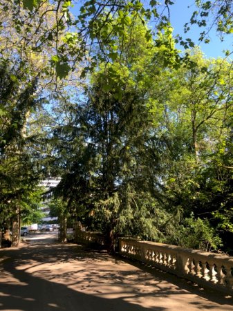 Adlerschwingeneibe Platanentor im Schlosspark Schloss Türnich