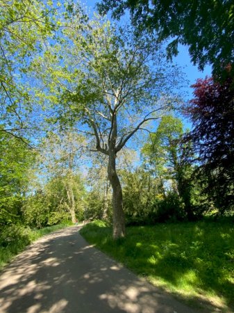 Ahornblättrige Platane Allee im Schlosspark Schloss Türnich