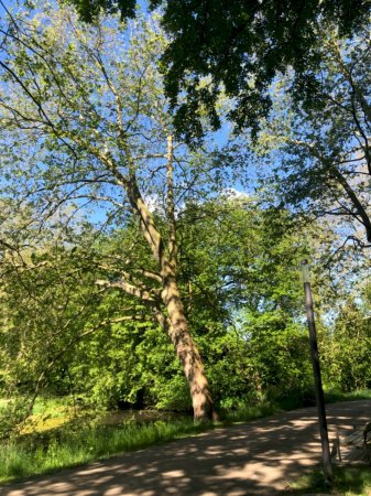 Ahornblättrige Platane Allee im Schlosspark Schloss Türnich