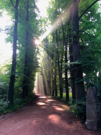 Winterlinde Allee im Schlosspark Schloss Türnich